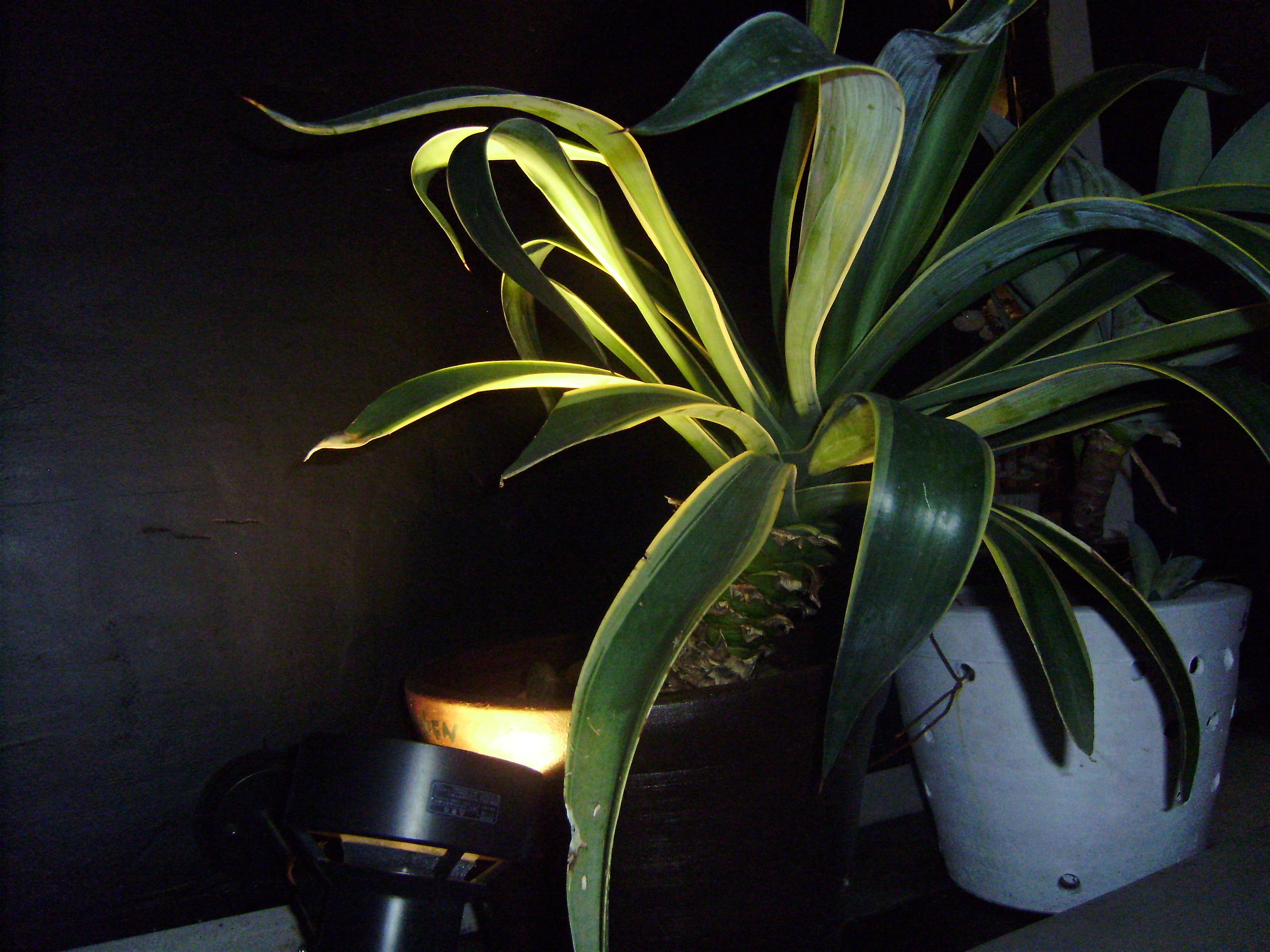 植物のライティング 照明デザイン 浪漫飛行