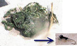 020727_weed_jighead.jpg