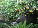 yuzu