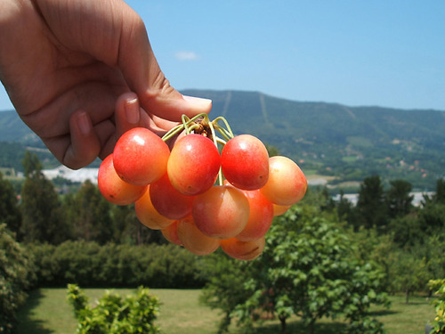cherry-p3