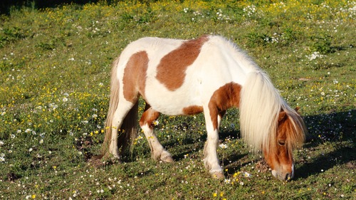 _MG_6540のコピー