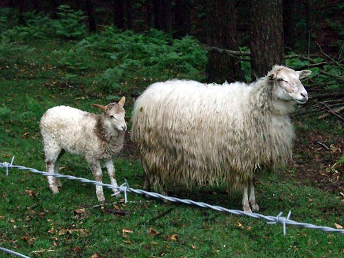 obejas