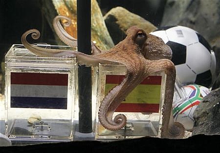 pulpo-paul pulpo-paul