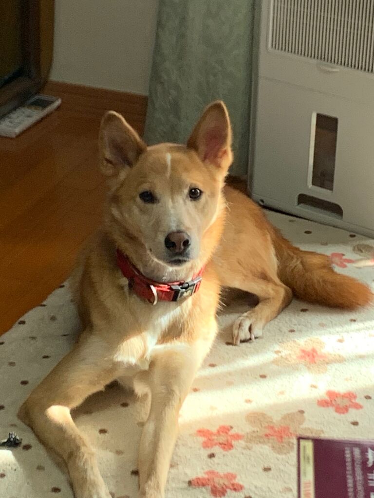 飼い犬に手を噛まれる ルナの風水生活ブログ 飼い犬に手を噛まれる ルナの風水生活ブログ
