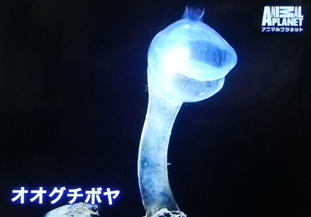 理科Bar　～りかのネタ箱～





カテゴリ：
深海

常識の殻を破りたいあなたに贈る、深海の魅力                        トーカ