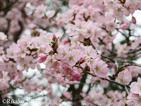 桜 ②