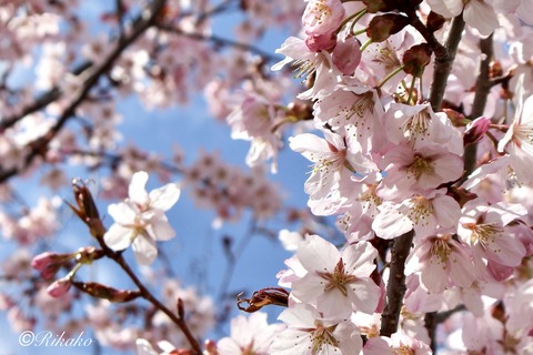 2026/04/29　桜　⑧