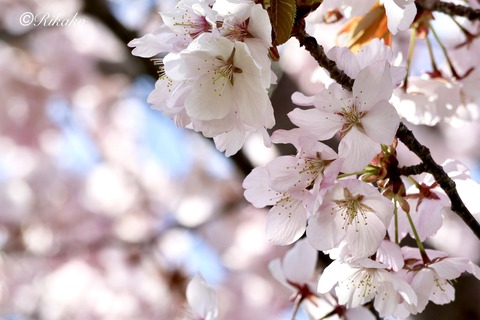 2026/04/29　桜　⑤