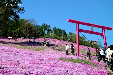 2024/05/18 芝桜公園 ③