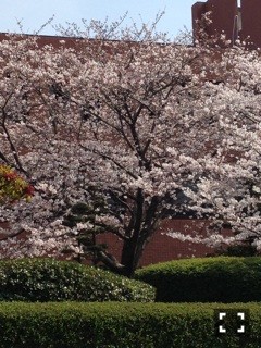 2014年3月28日 福岡の桜