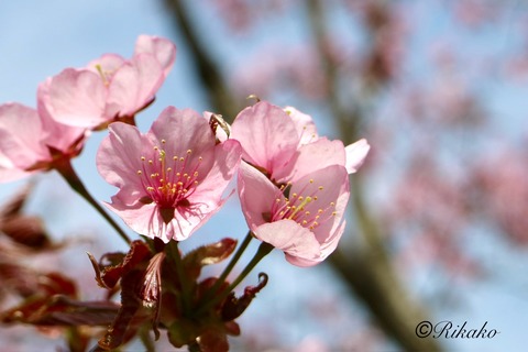 2024/04/29　桜　⑤