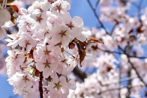 2026/04/29　桜　⑩