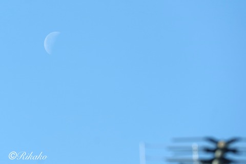 2024/05/02 朝の月 ①