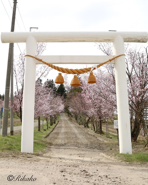 2022/04/29　桜　②