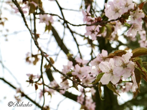 2023/04/30　桜　②