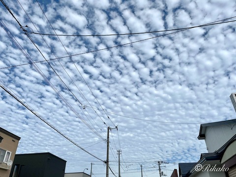 2025/09/07 ひつじ雲 ①
