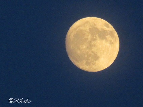 2024/06/20 夕刻の月 ③