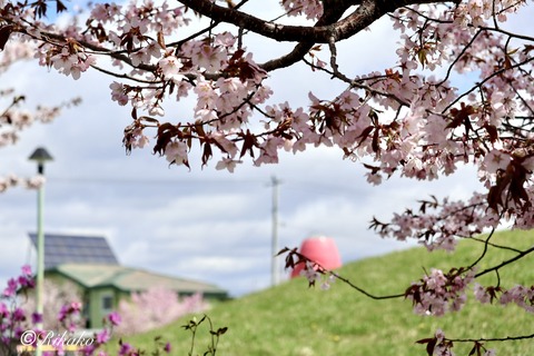 2026/04/29　桜　③
