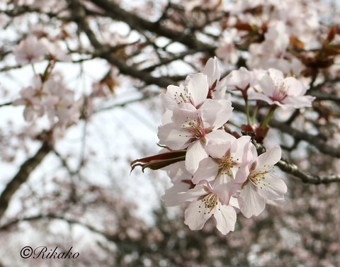 2022/04/29　桜　⑦