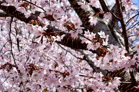 2026/04/29　桜　①