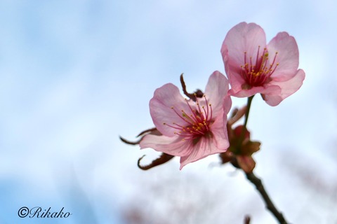 2024/04/29　桜　③