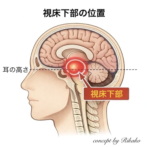 2026/09/04　視床下部