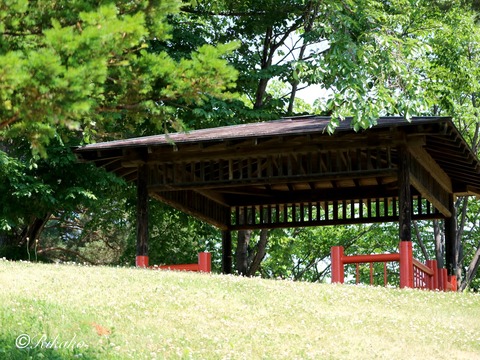 2025/06/29 睡 蓮 ⑪