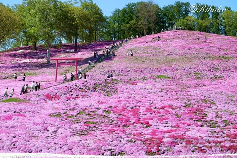 2024/05/18 芝桜公園 ①