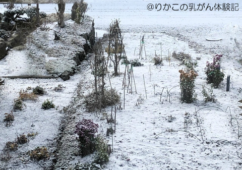 2019/11/09 初雪の朝