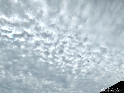 2024/09/12 ひつじ雲