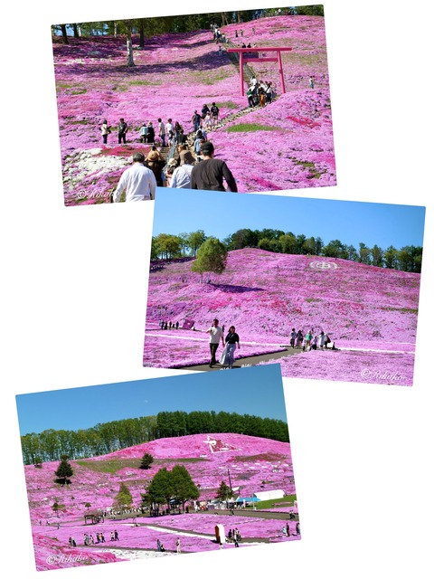 2024/07/29 『芝桜公園』
