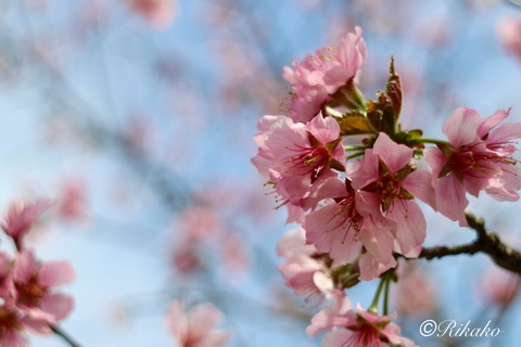 2024/04/29　桜　④