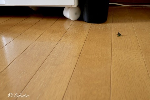 2026/07/12 蜘 蛛