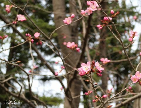 2021/04/30 桜 ⑤