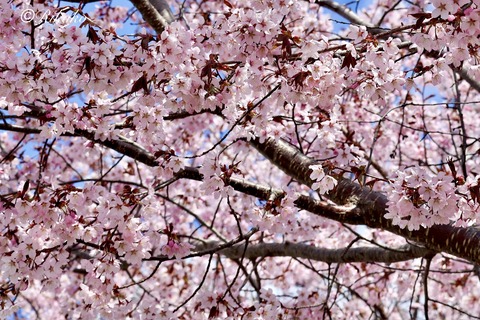 2026/04/29　桜　②