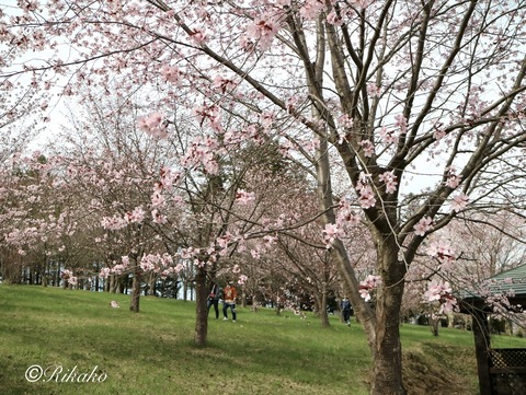 2022/04/29　桜　⑤