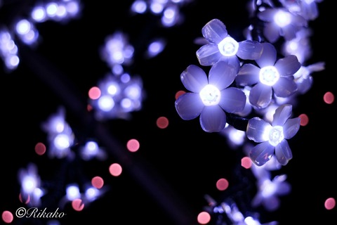 2025/12/28　イルミネーション　②