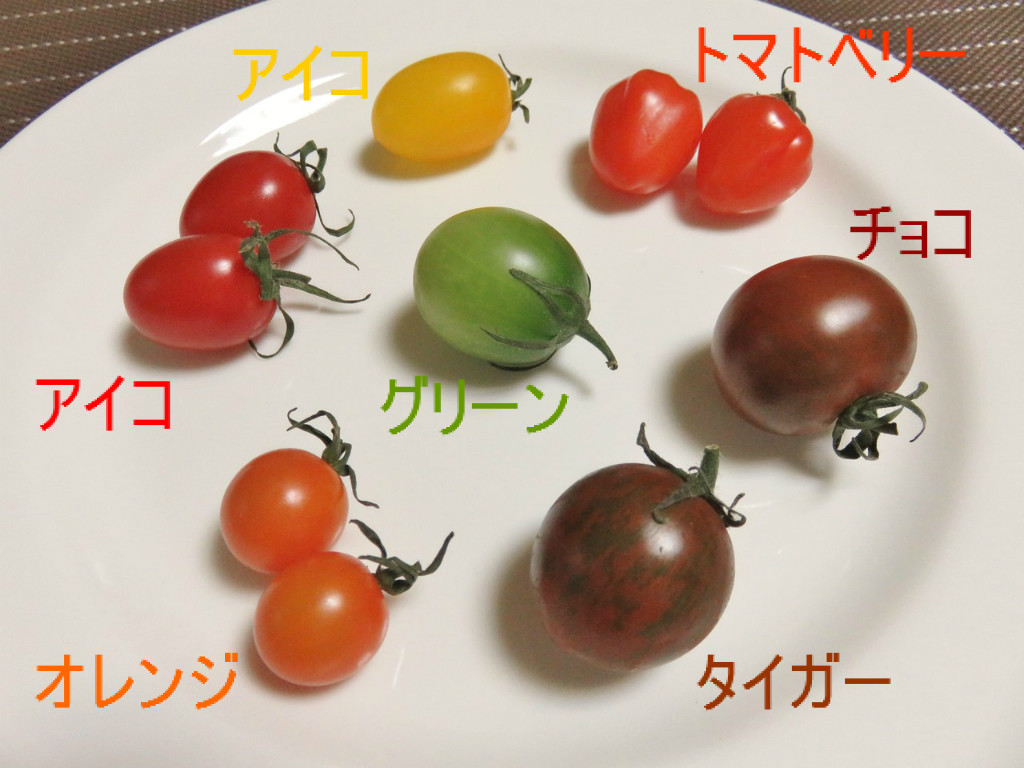 最近の楽しみ カラーミニトマト りかこの乳がん体験記