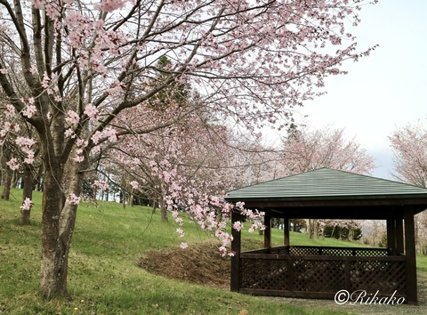 2022/04/29　桜　③