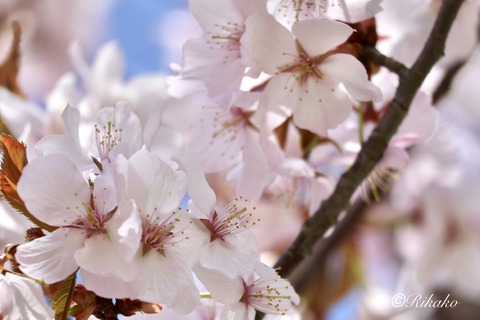 2026/04/29　桜　⑪