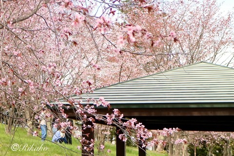 2024/04/30 桜