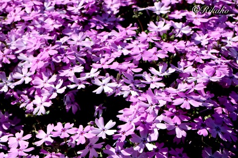 2024/06/14 芝 桜 ②