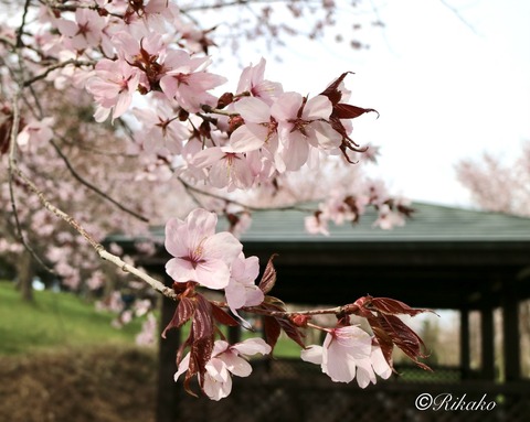 2022/04/29　桜　④
