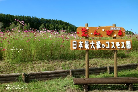 2024/09/07 『コスモス園』 ①