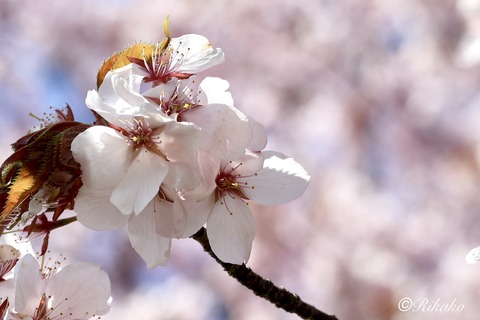 2026/04/29　桜　④
