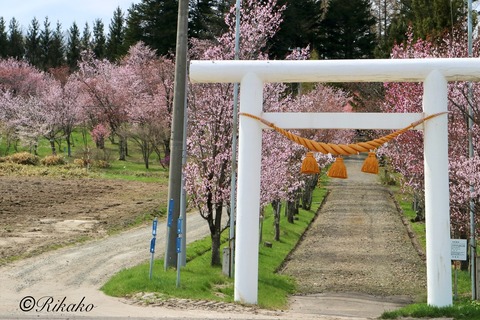 2024/04/29　桜　①