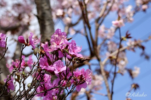 2026/04/29　桜　⑨