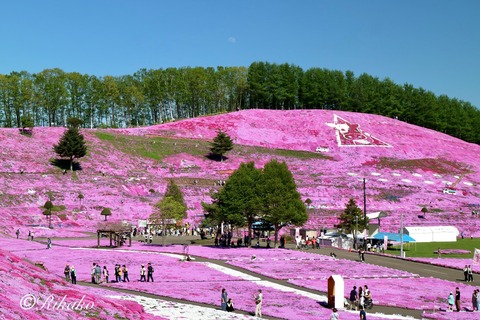 2024/05/18 芝桜公園 ④