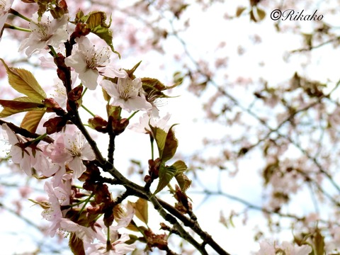 2023/04/30　桜　①