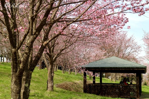 2024/04/29　桜　②